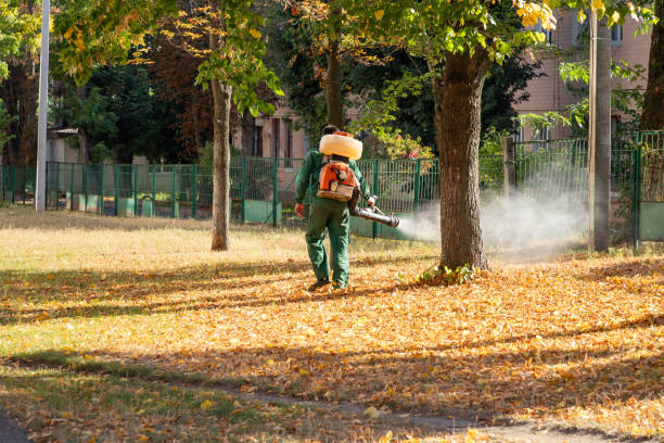 Best Flea Control Services  in Richwood, WV