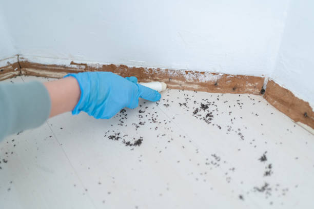 Best Mosquito Control Services  in Richwood, WV